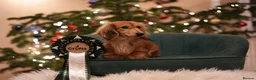 Miniature Dachshund dogs for sale: Beautiful cream mini longs, IVDD Screened parents  - Advert 12