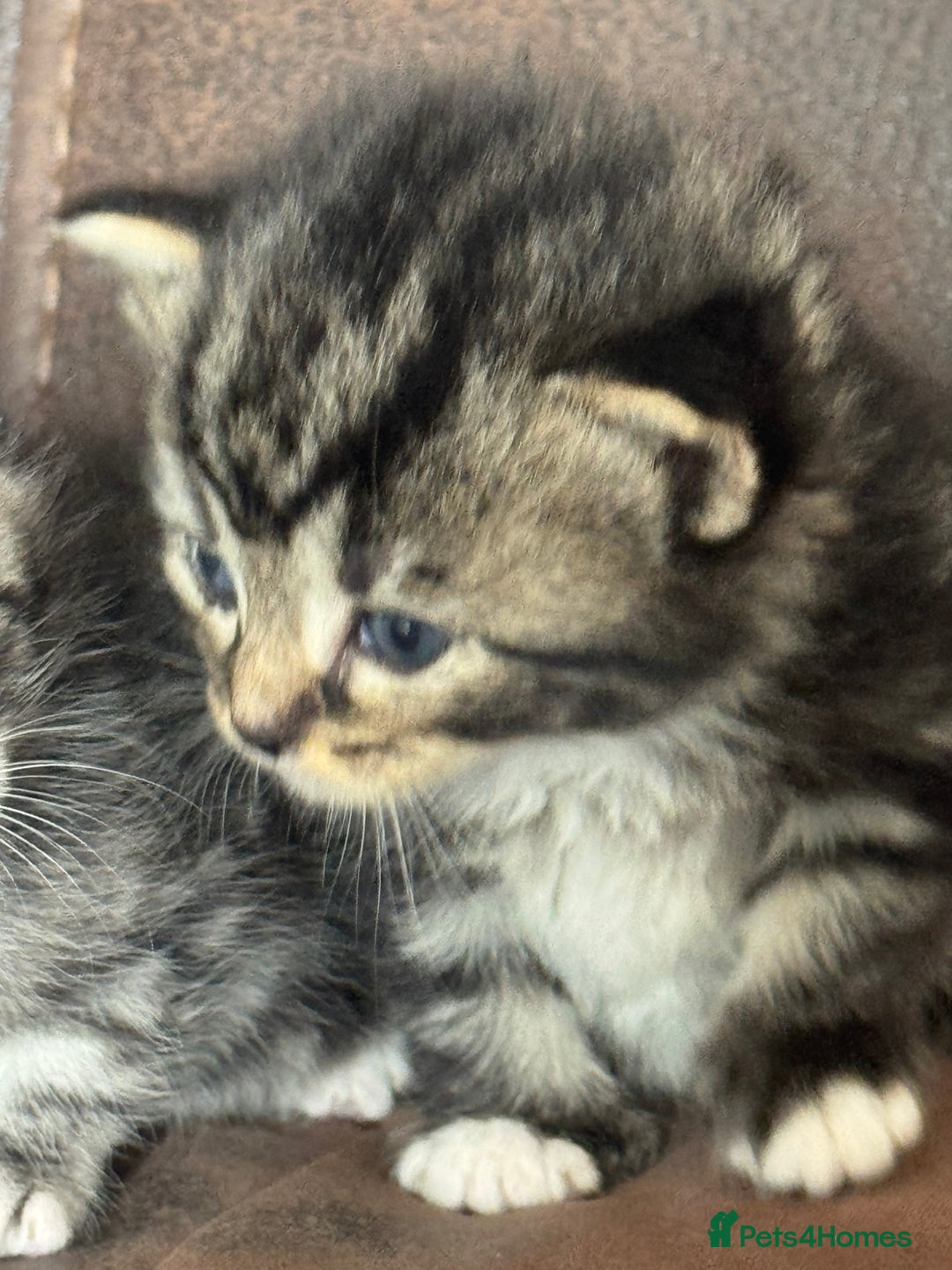 Maine Coon cats for sale: 3 beautiful part Maine coon kittens  - Image 5