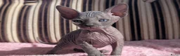 Sphynx cats for sale: Ready for reservation  - Advert 22