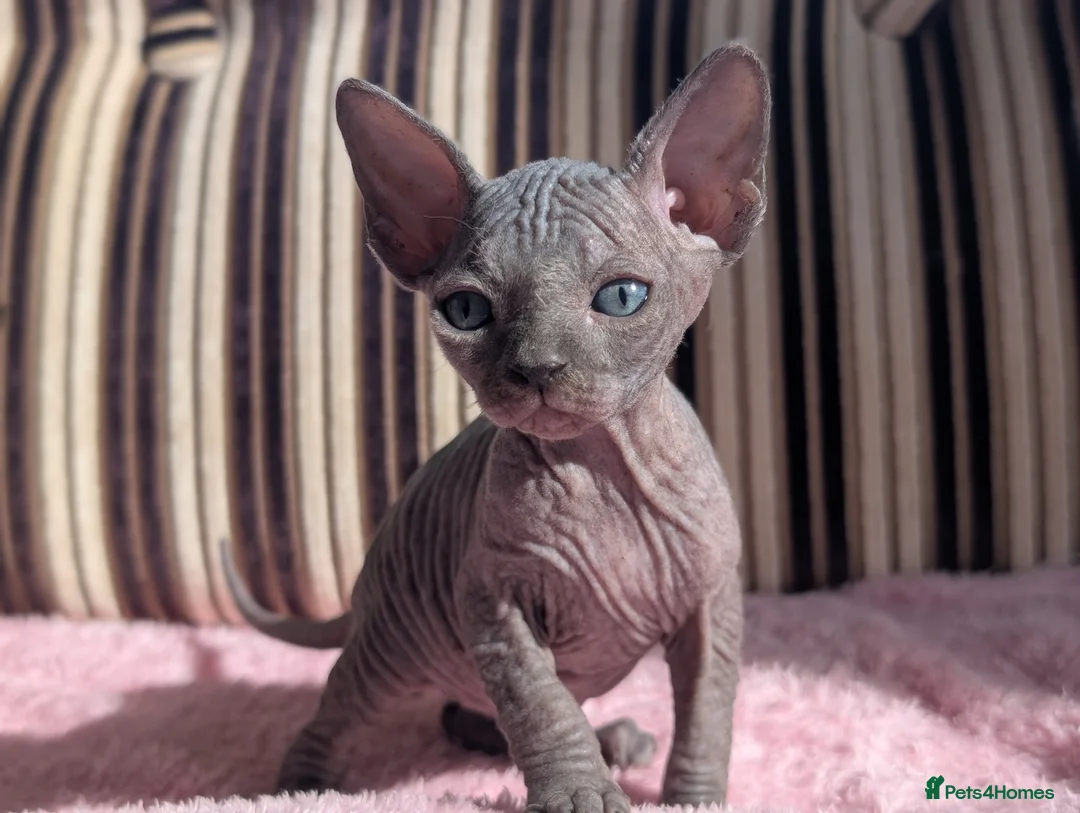 Sphynx cats for sale: Ready for reservation  - Advert 22