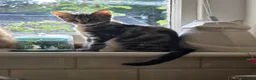Domestic Shorthair cats for sale: 4 kittens looking for their forever homes 🩷 - Advert 9
