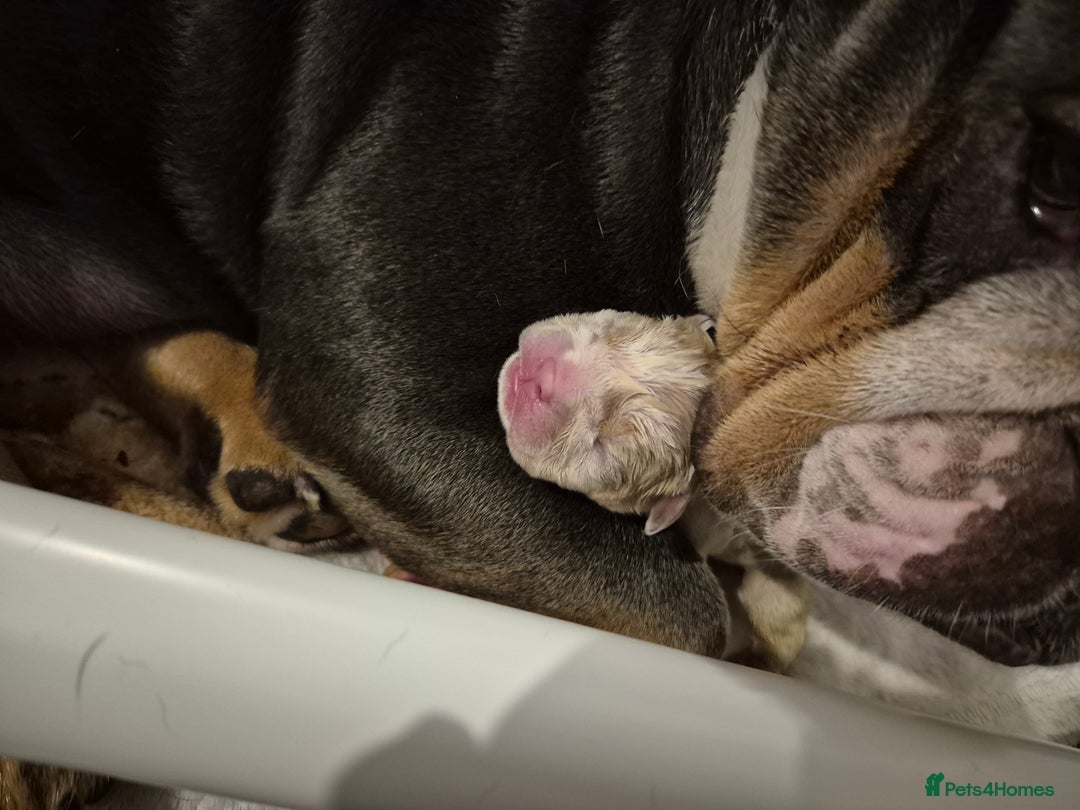 English Bulldog dogs for sale: Beautiful female english bulldog - Advert 5