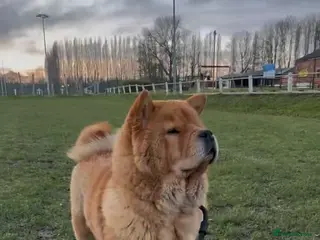 Chow Chow dogs 9 month old female smooth chow - Advert 5