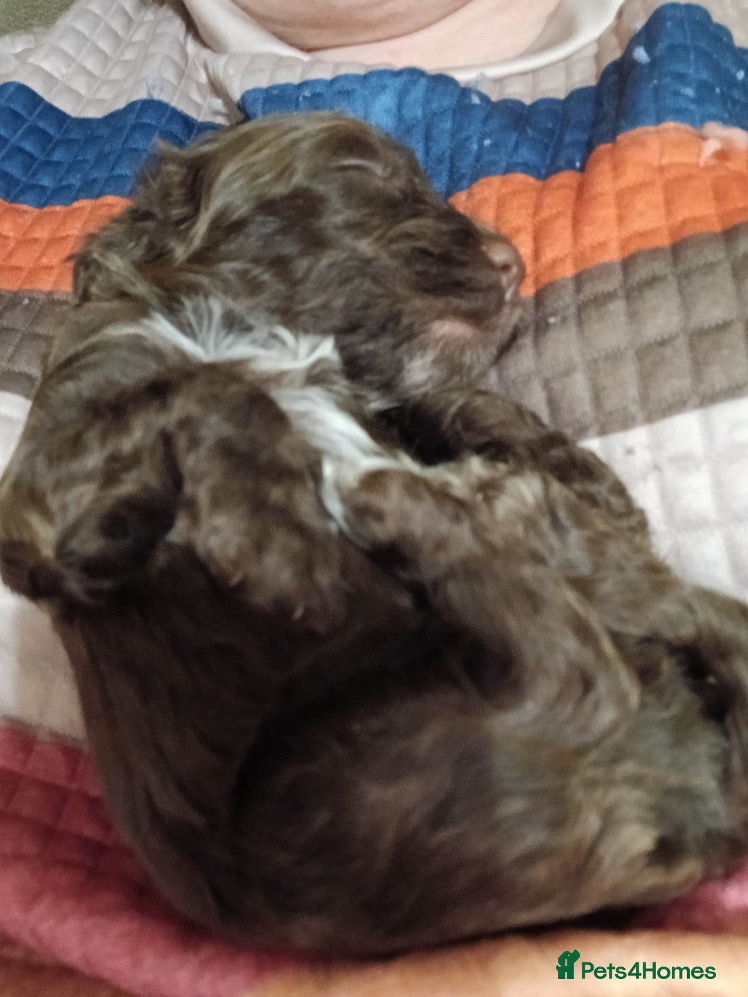 Cockapoo dogs for sale: Cockapoo puppies. - Advert 24