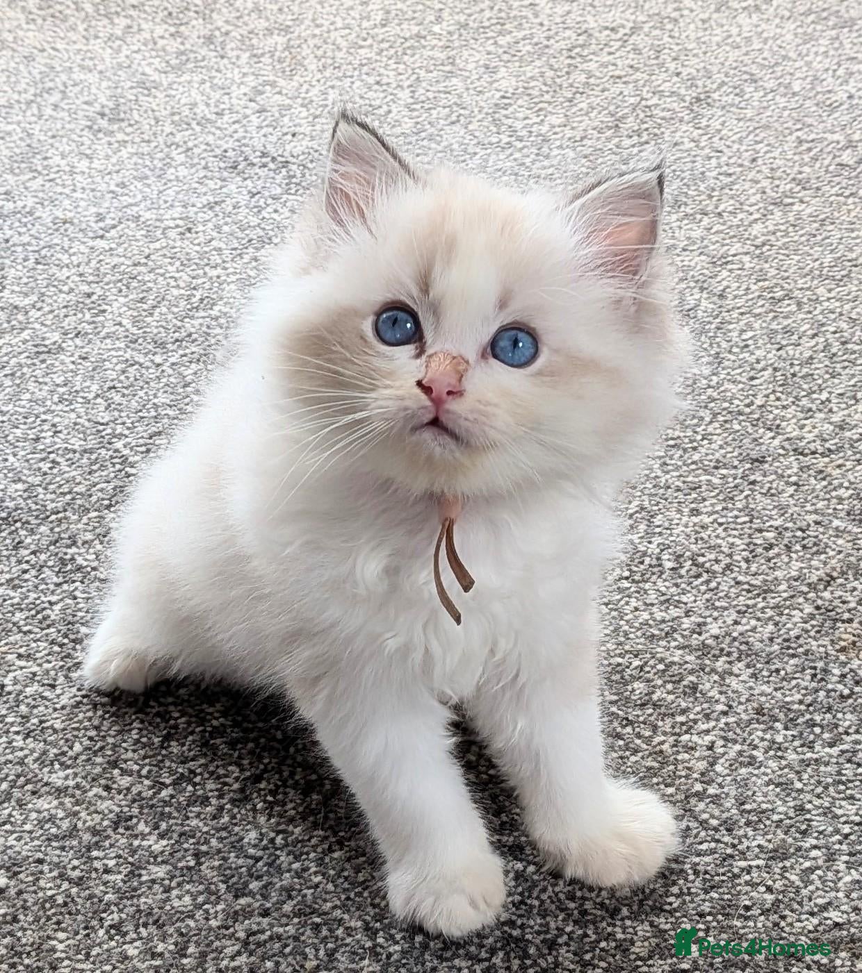 Ragdoll cats 🏆 GCCF Champion Ragdolls • Active Considered - Advert 2
