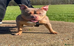American Bully dogs for sale: American Pocket Bully Puppies (ABKC registered)  - Image 10