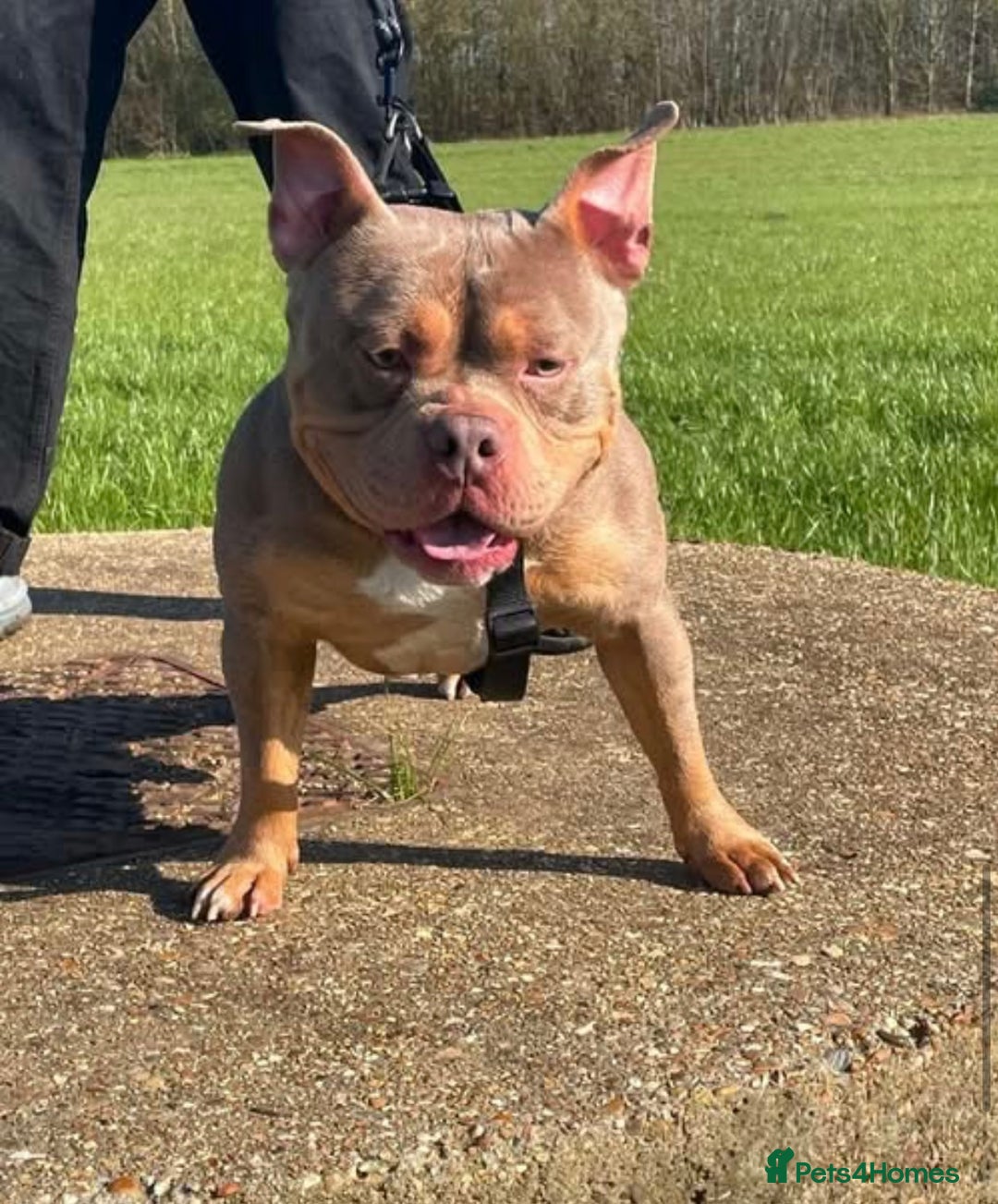 American Bully dogs for sale: American Pocket Bully Puppies (ABKC registered)  - Image 10
