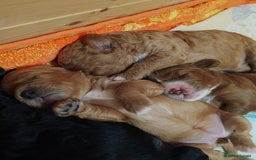 Cavapoo dogs for sale: Cavapoo - Image 2