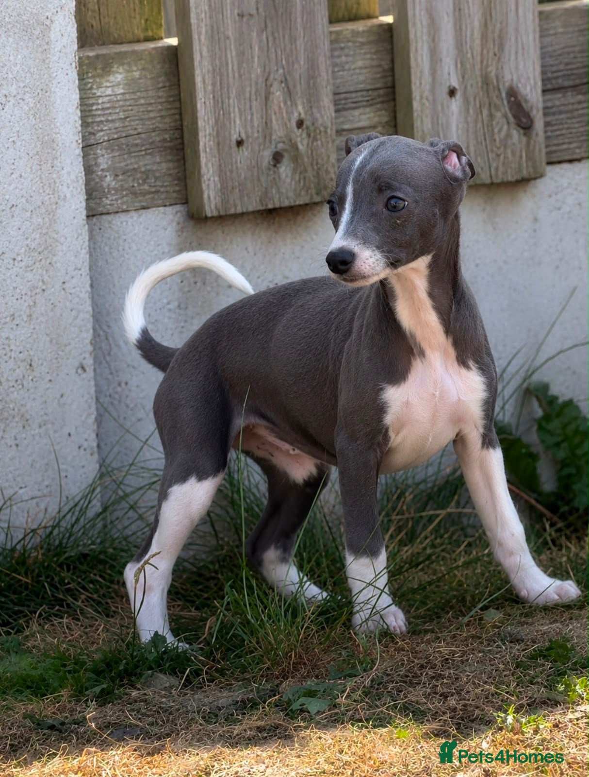Whippet dogs One Quality pedigree whippet girl left!   - Advert 6