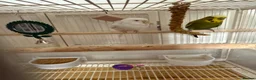 Budgerigars birds for sale: Make and female budgie with cage. - Advert 4