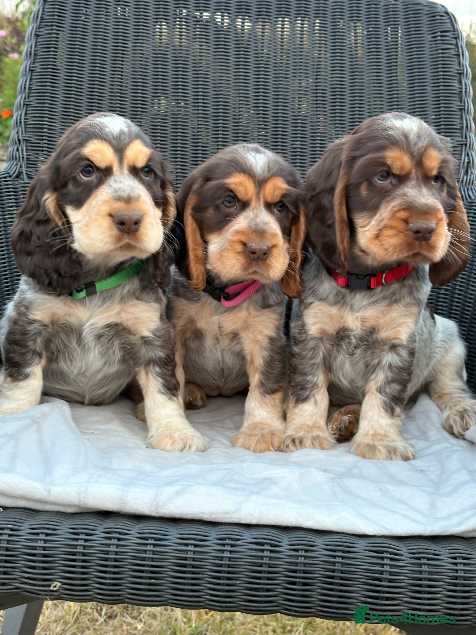 Cocker Spaniel dogs KC Registered Show Type Cocker Spaniel DNA Tested - Advert 1