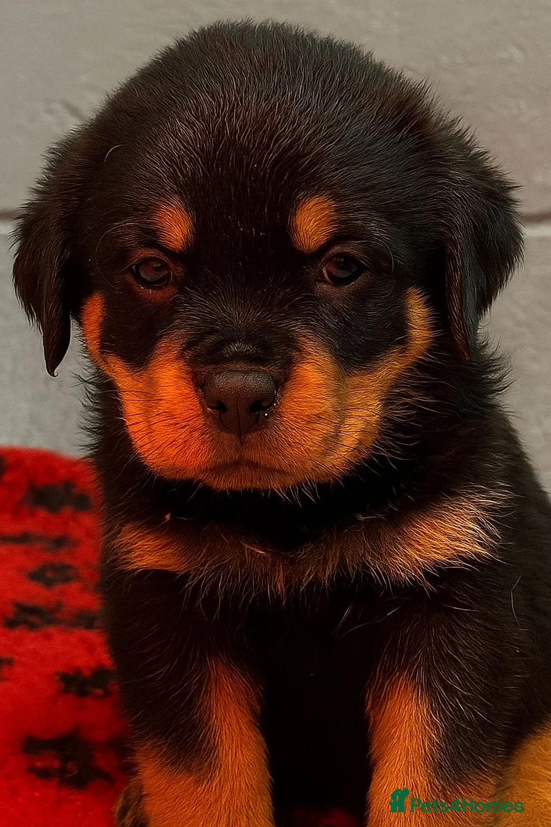 Rottweiler dogs for sale: Rottweiler pups KC Registered + Champ Bloodlines - Advert 2