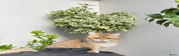 British Shorthair cats for sale: Black Golden Shaded British Shorthair  - Advert 3