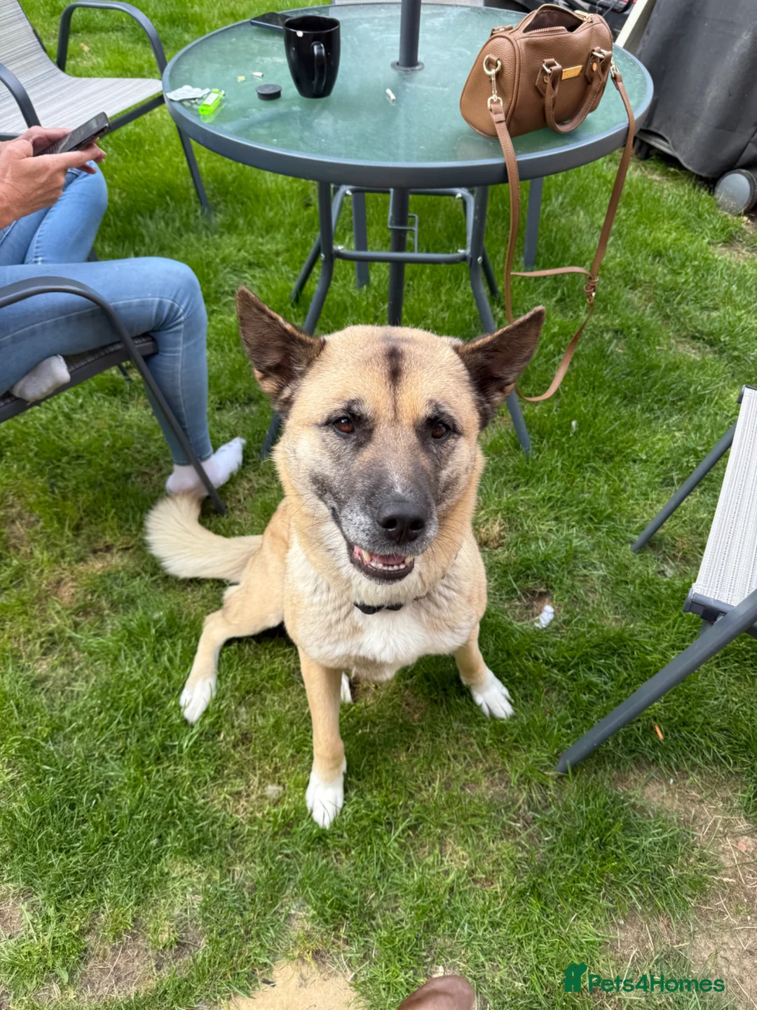 Akita dogs for sale: 7 year old akita - Advert 4