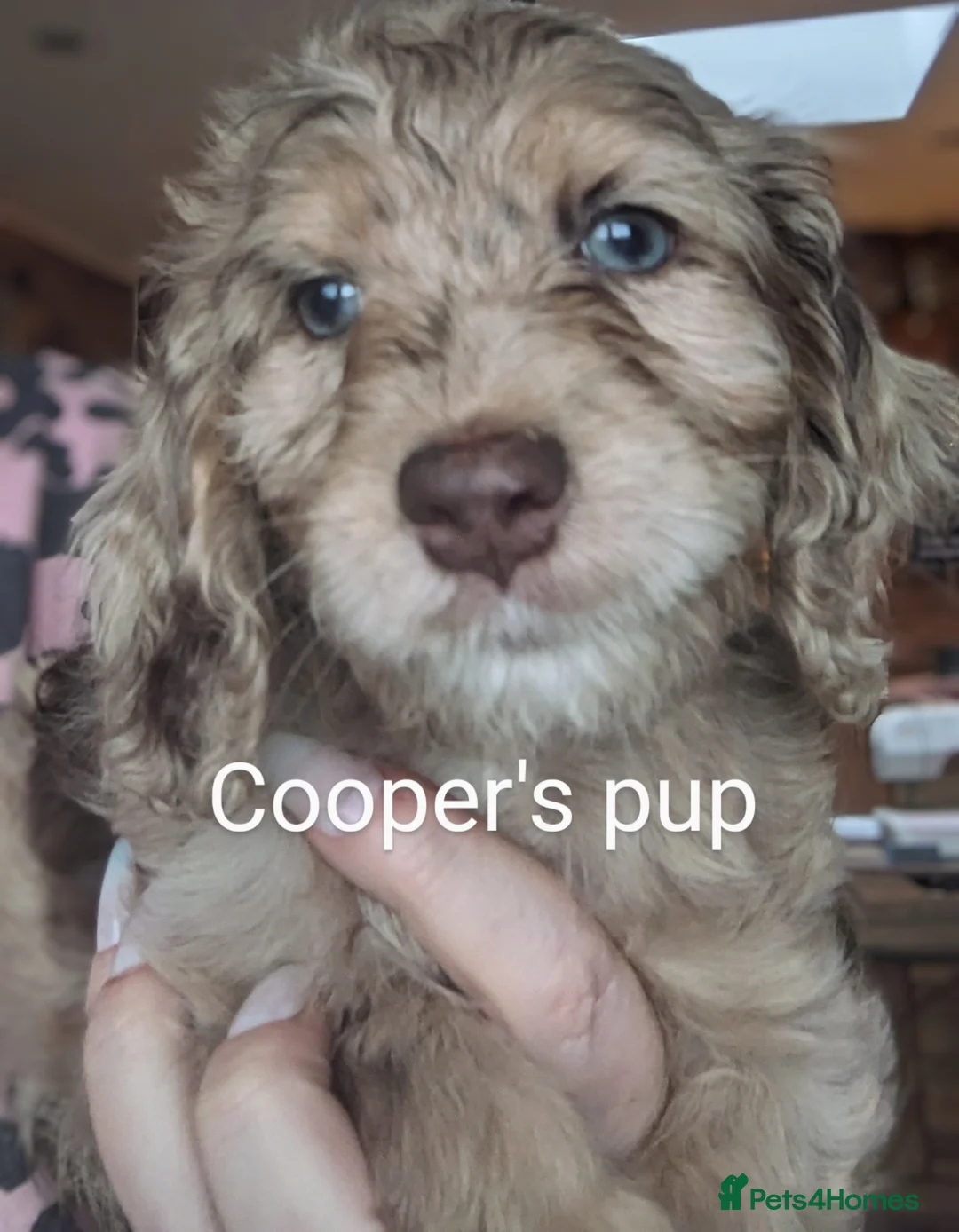 Miniature Poodle dogs for stud: Silver blue merle miniature poodle  in Canterbury - Advert 2