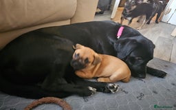 Labrador Retriever dogs for sale: Labrador female 10 months - Image 4