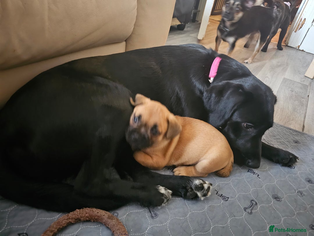 Labrador Retriever dogs for sale: Labrador female 10 months - Image 4