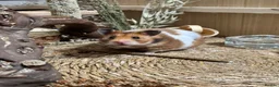 Hamster rodents for sale: Female Syrian hamster  in Manchester - Advert 1