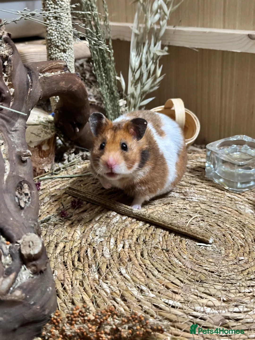 Hamster rodents for sale: Female Syrian hamster  in Manchester - Advert 1