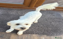 Coton De Tulear dogs for sale: Coton De Tulear girl  - Image 3