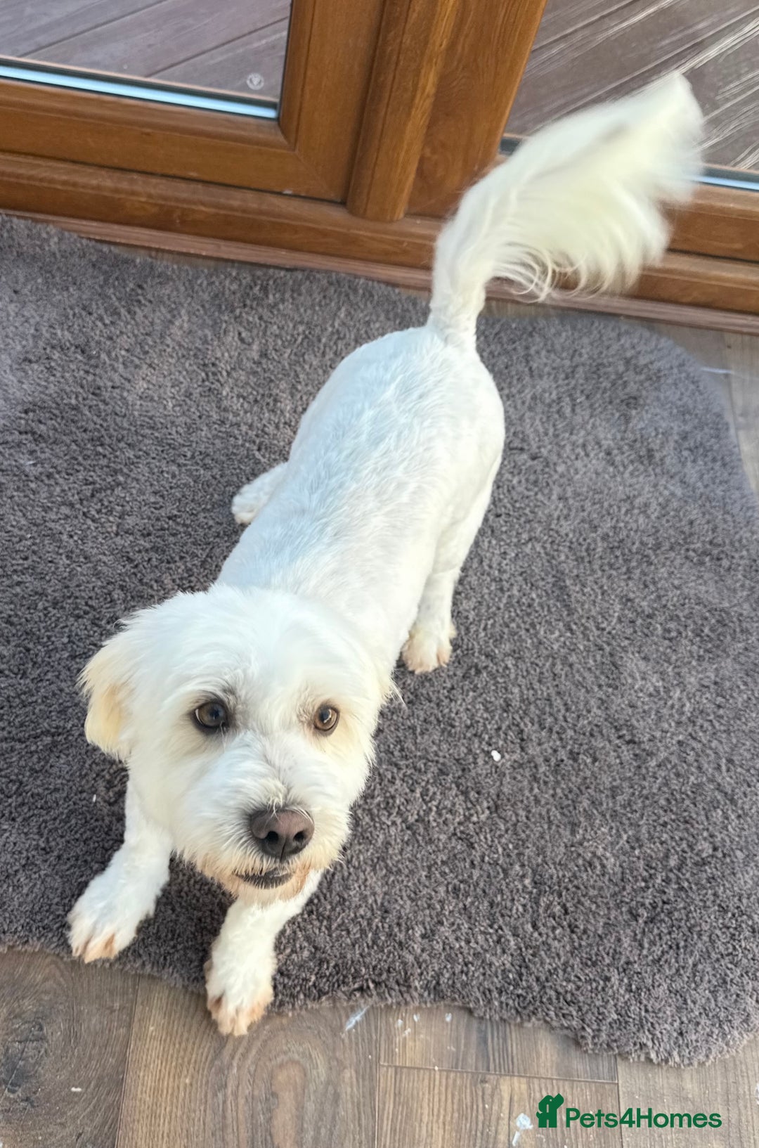 Coton De Tulear dogs for sale: Coton De Tulear girl  - Image 3