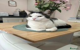 Domestic Shorthair cats for sale: Female domestic shorthair 2 years old - Image 2