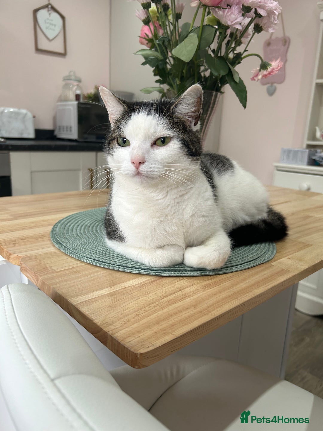Domestic Shorthair cats for sale: Female domestic shorthair 2 years old - Image 2