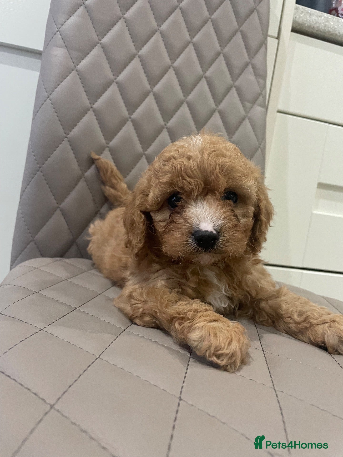 Cavapoo dogs F1 Health tested Cavapoo puppies  - Advert 13