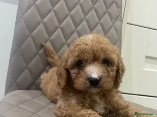 Cavapoo dogs F1 Health tested Cavapoo puppies - Advert 1
