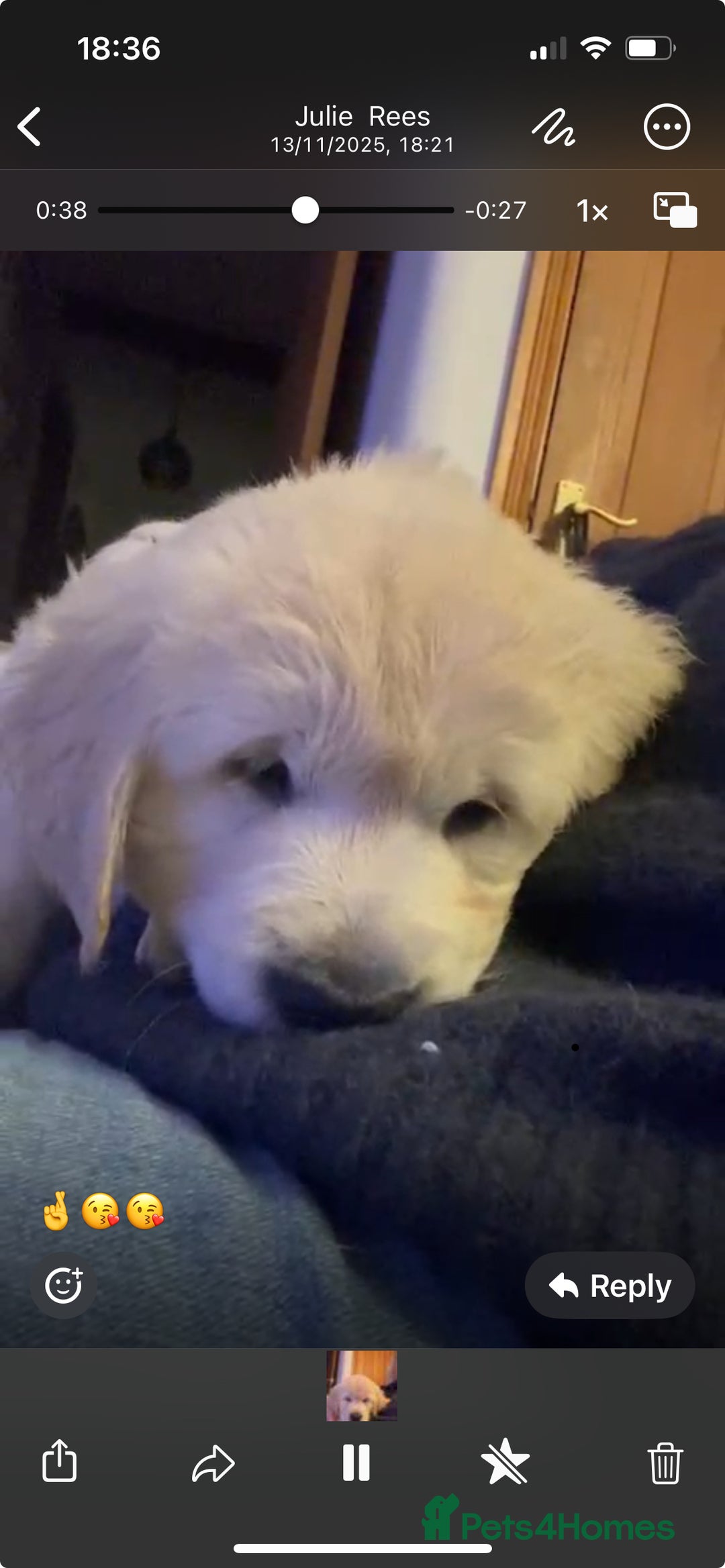 Golden Retriever dogs for sale: 15 weeks old Golden Retriever  - Advert 5