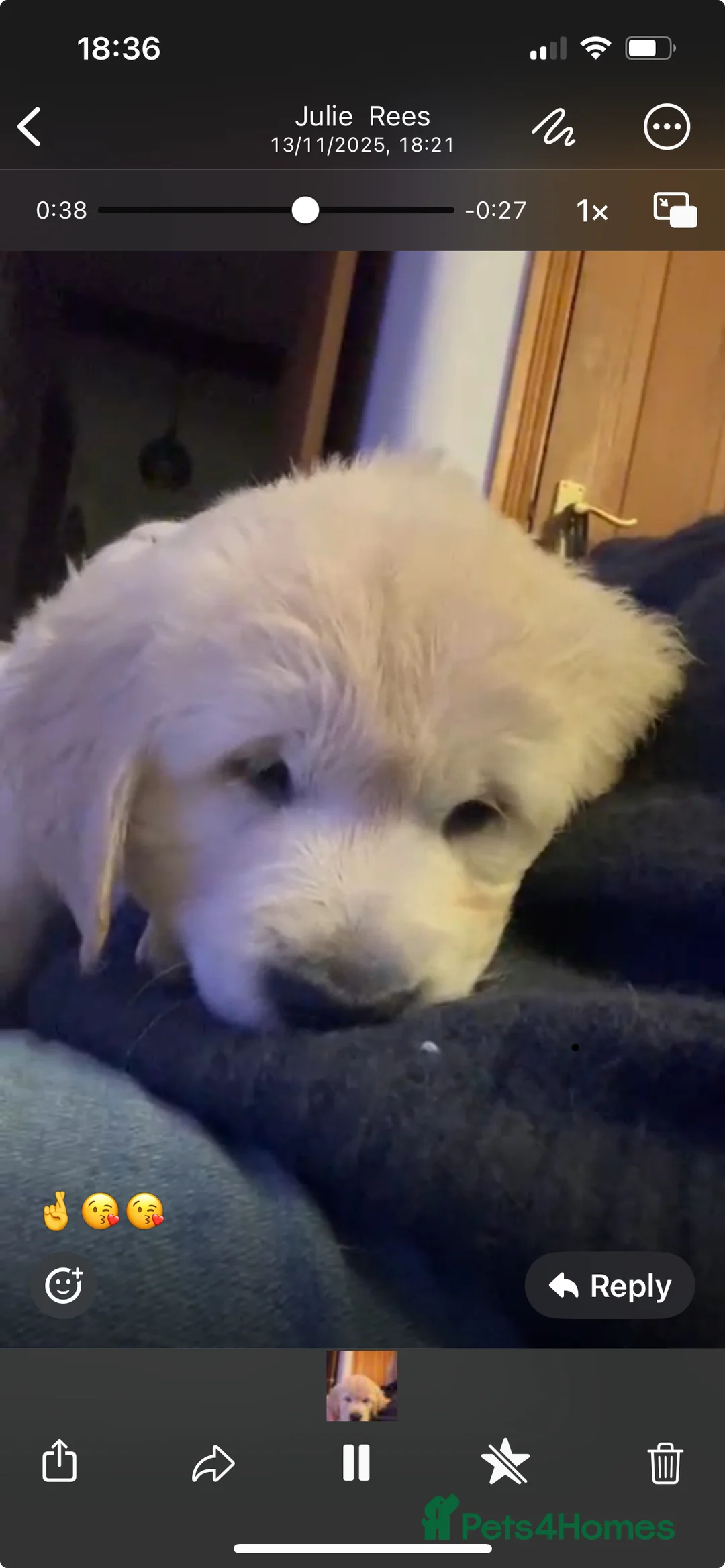 Golden Retriever dogs for sale: 15 weeks old Golden Retriever  - Advert 5