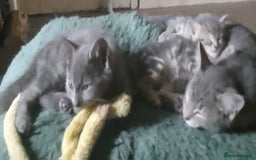 Mixed Breed cats for sale: UNIQUE SILVER/BLUE BENGAL X RUSSIAN BLUE KITTENS  - Image 27