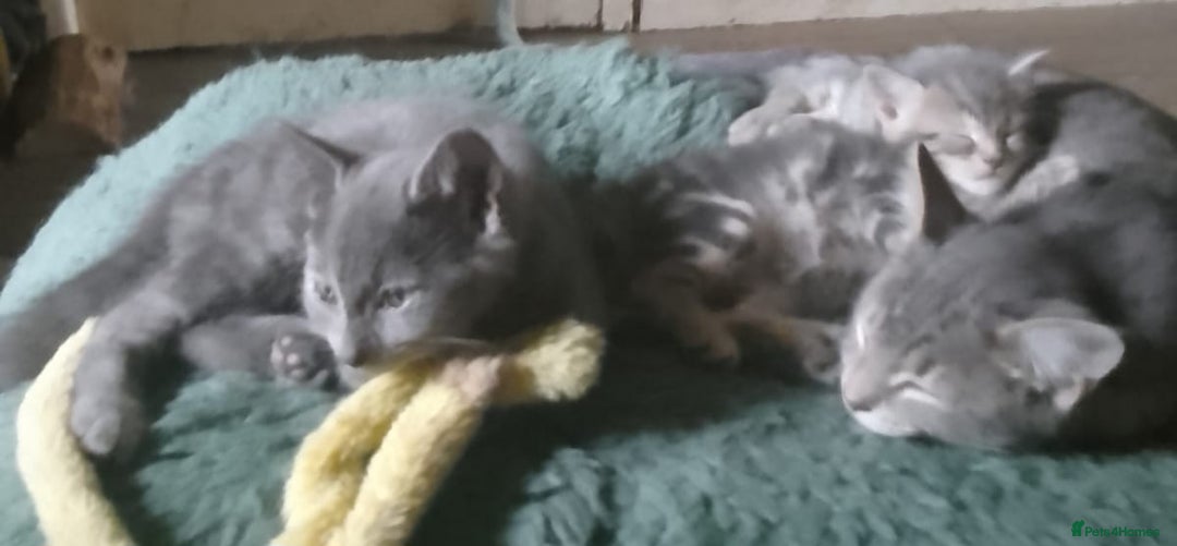 Mixed Breed cats for sale: UNIQUE SILVER/BLUE BENGAL X RUSSIAN BLUE KITTENS  - Image 27