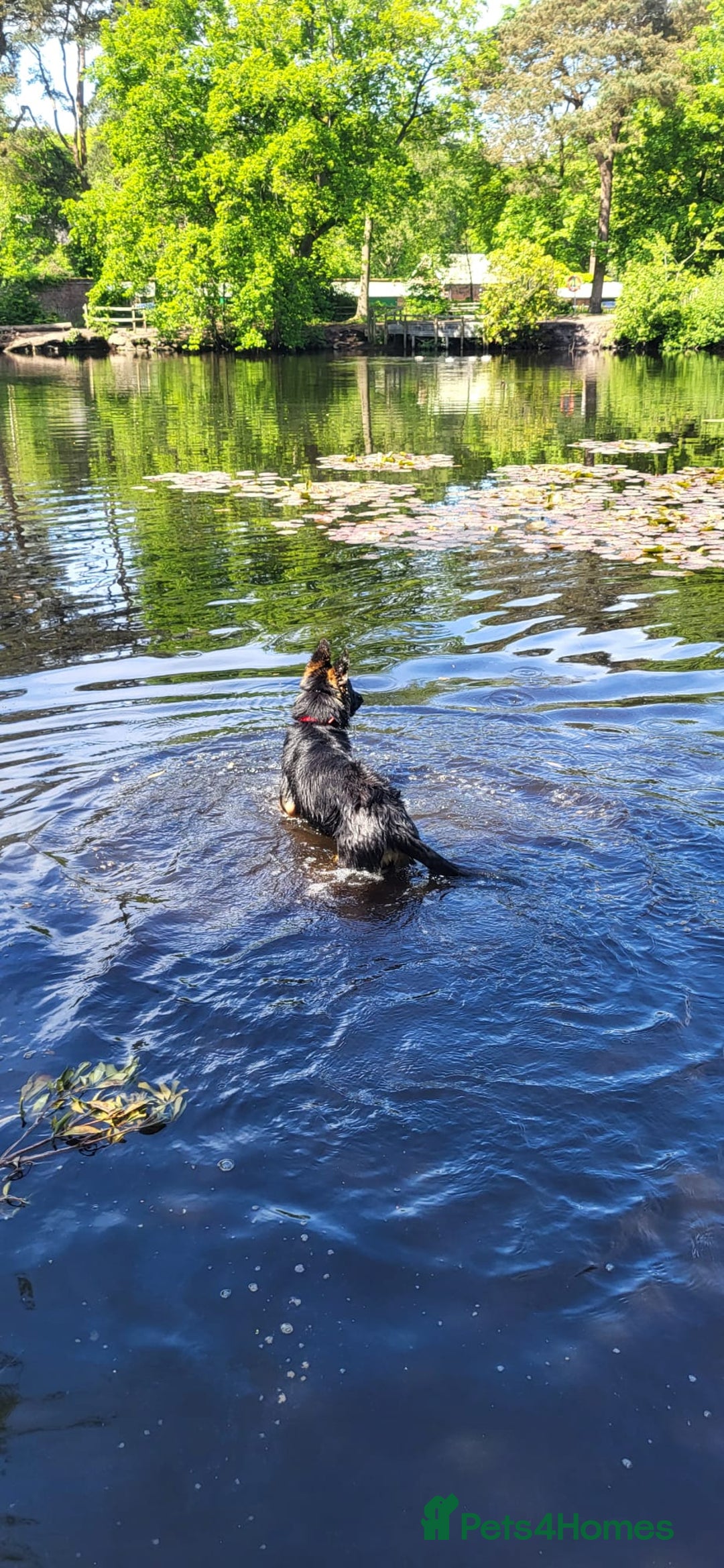 German Shepherd dogs for sale: Freyr - Image 4