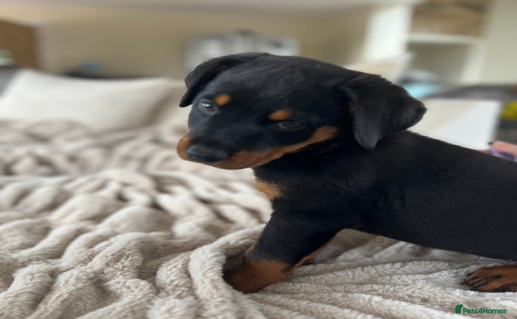 Rottweiler dogs - Advert 3