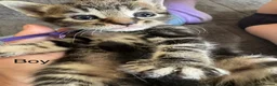 Mixed Breed cats for sale: 6 Beautiful kittens looking for there forever home - Advert 4