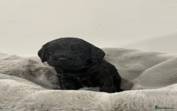 Cockapoo dogs for sale: Stunning F1 Cockpoo puppies - Image 6