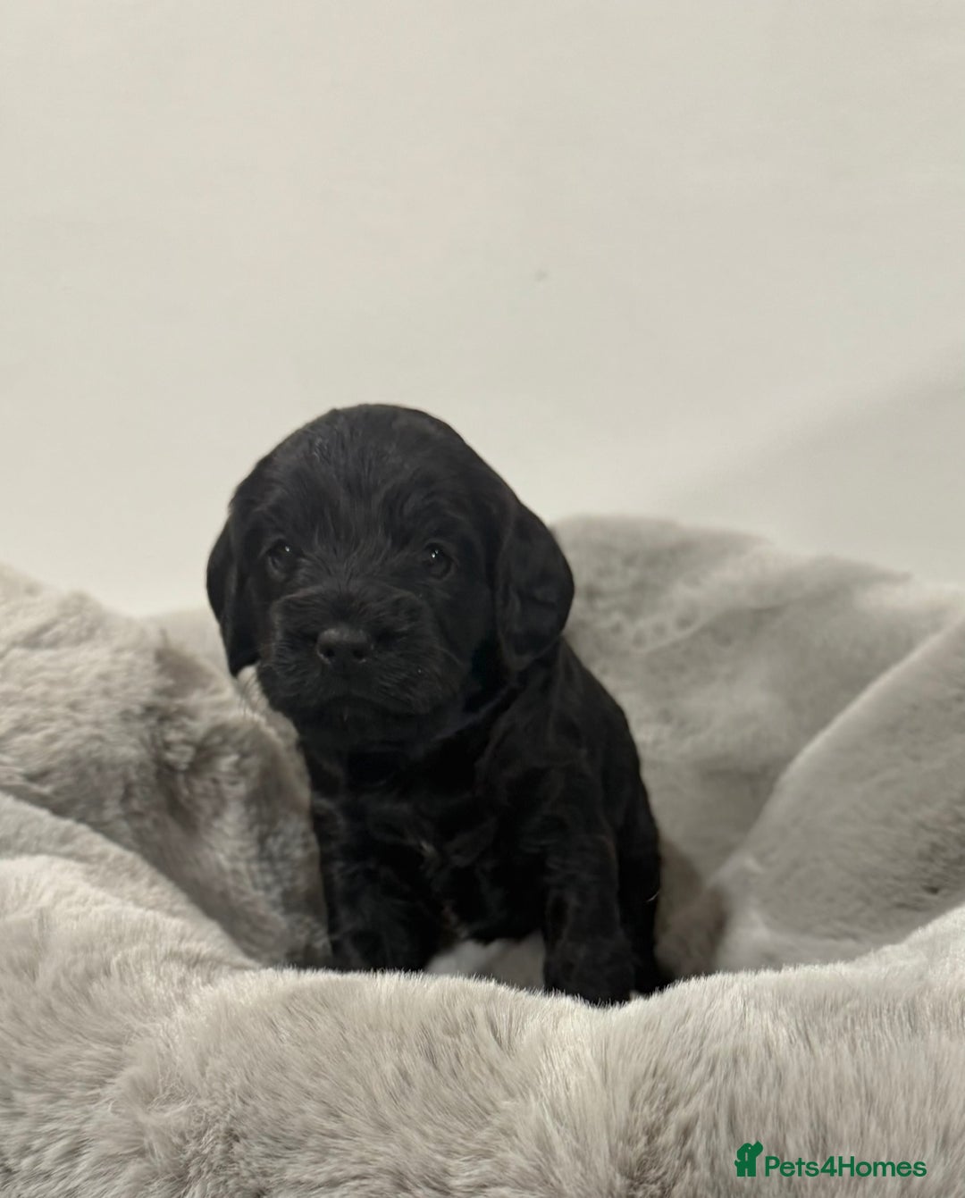 Cockapoo dogs for sale: Stunning F1 Cockpoo puppies - Image 6