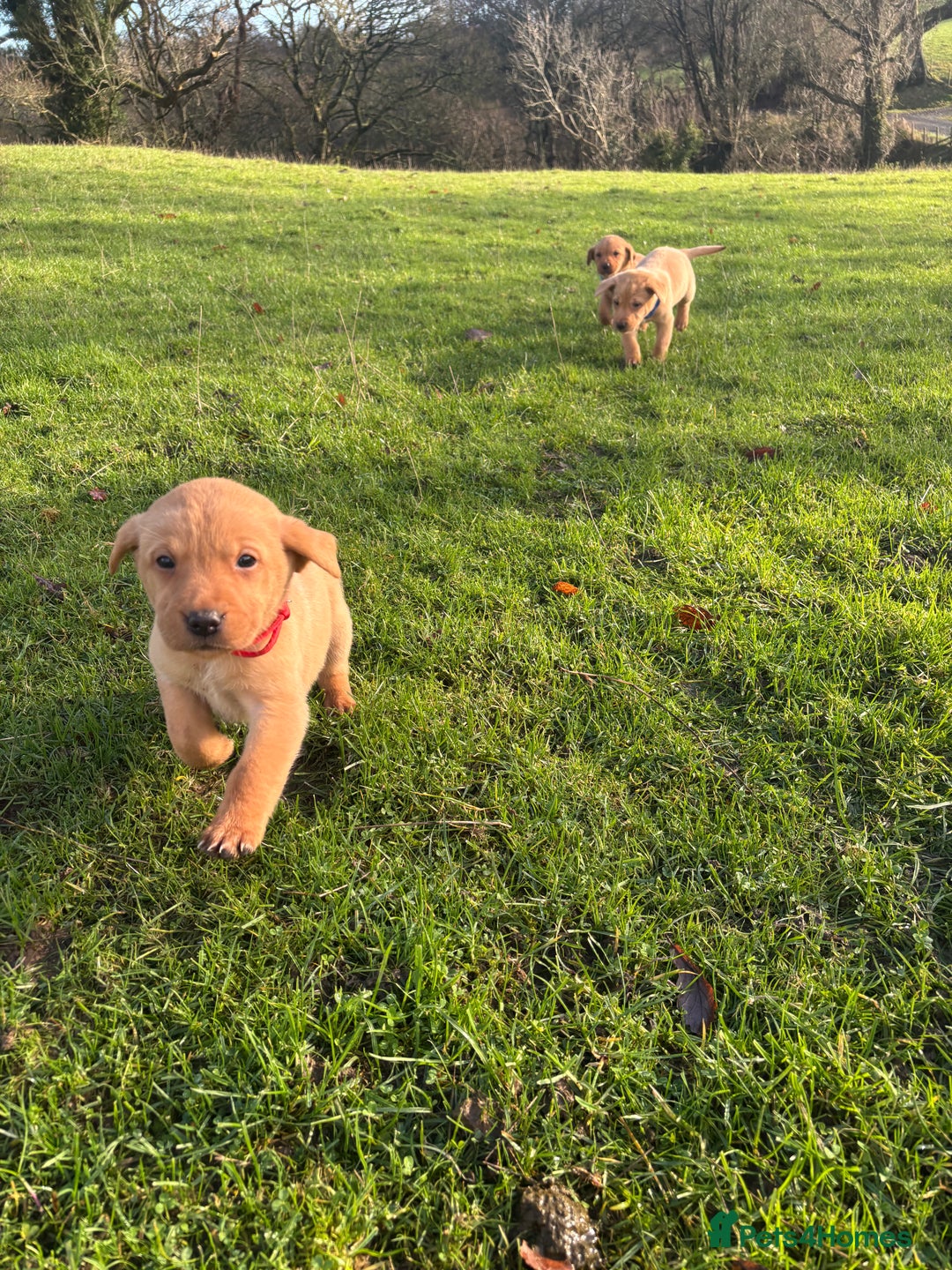 Labrador Retriever dogs for sale: KC Registered Litter of 9 fox red Labrador Puppies - Advert 10