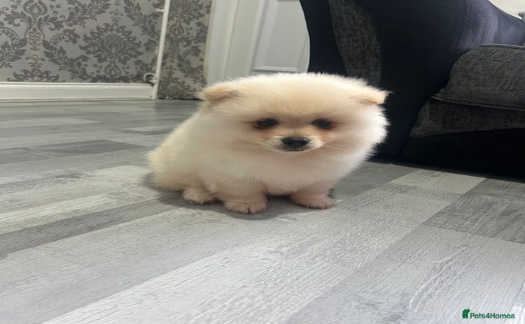 Pomeranian dogs POMERANIAN BOY  - Advert 8