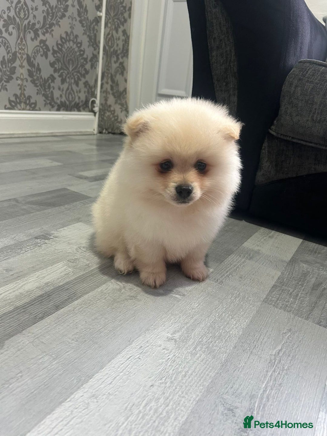 Pomeranian dogs for sale: POMERANIAN BOY  - Advert 1