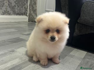 Pomeranian dogs POMERANIAN BOY - Advert 14