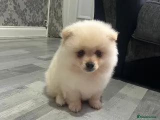 Pomeranian dogs POMERANIAN BOY - Advert 18