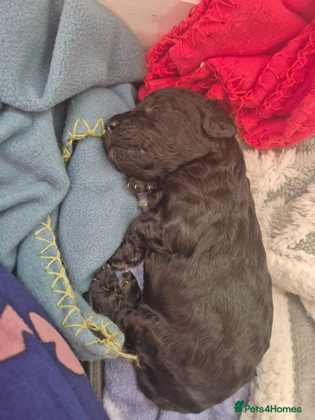 Cockapoo dogs for sale: Adorable F1bb Cockapoo Puppies for Sale in Cannock - Advert 2