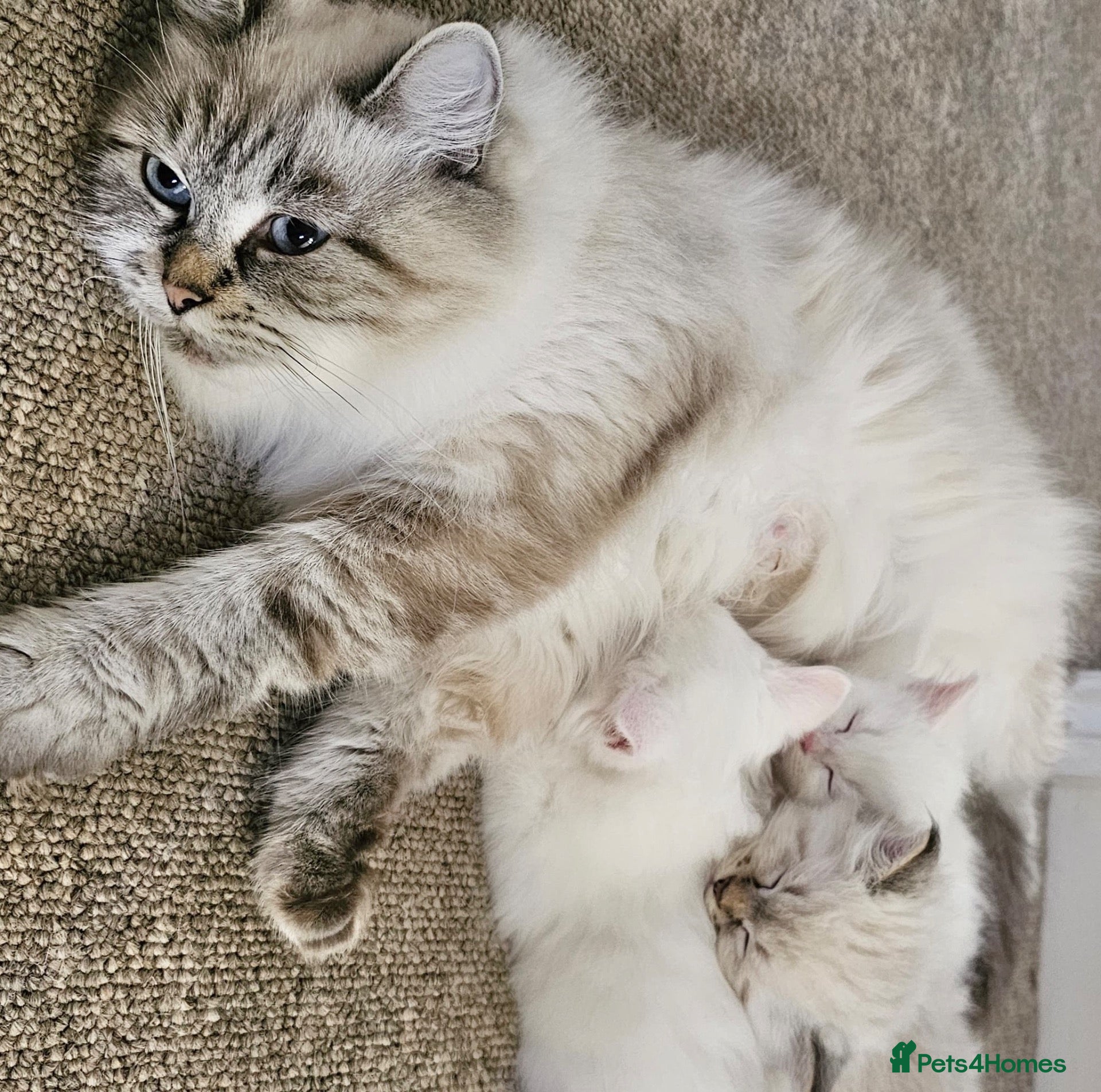 Siberian cats for sale: Beautiful Blue-Eyed Siberian Kittens - Advert 1