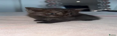 British Shorthair 4