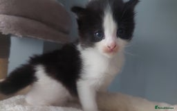 Mixed Breed cats for sale: Beautiful Kittens British ShorthairxRagdoll - Image 13
