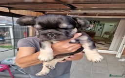 French Bulldog dogs for sale: Reduced! KC Fluffy  French Bulldog READY TO GO! - Image 20