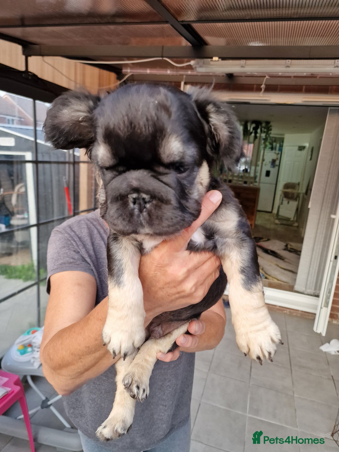 French Bulldog dogs for sale: Reduced! KC Fluffy  French Bulldog READY TO GO! - Image 20