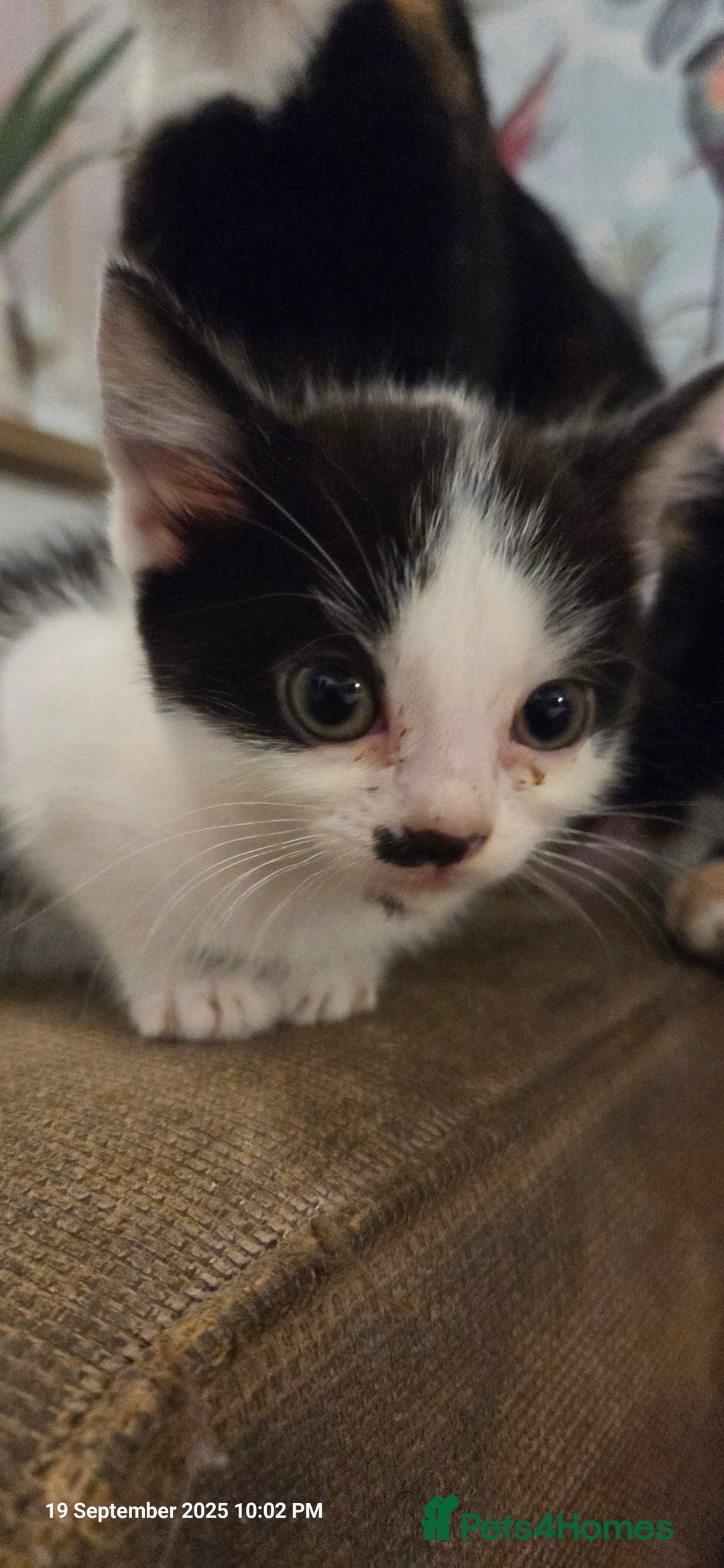 Domestic Shorthair cats for sale: Kittens  - Image 12